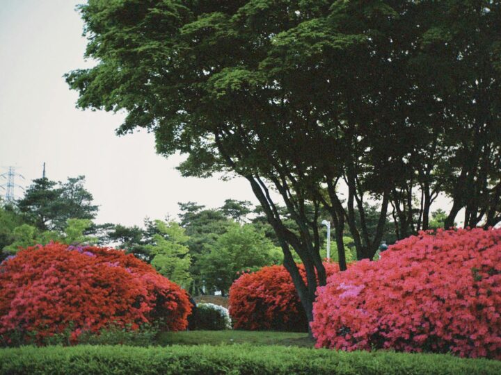 Haaga Rhododendron Park